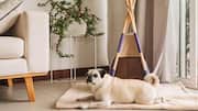 Create the perfect relaxing space for your dog