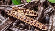 Locust bean: A natural probiotic for gut health