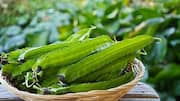 Make your meals healthier with winged beans 