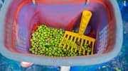 A look at Italy's age-old olive harvesting tradition