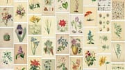 Transform your space using these 5 timeless vintage botanicals