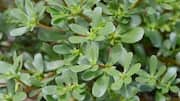 What is purslane? Here's why chefs love it