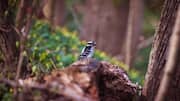 Turn birdwatching into a relaxing ritual