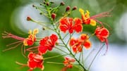 Ever heard of peacock flower?