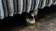 'Locked in room with snake': UP woman alleges dowry harassment
