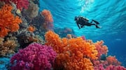 Scuba diving enthusiasts, add this spot to your list 