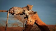 Into wildlife photography? Explore these spots in Gambia 