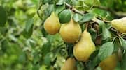 You must try these dishes using rosemary and pear