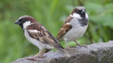 World Sparrow Day: Save these creatures while you still can World Sparrow Day: Save these creatures while you still can