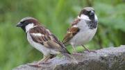World Sparrow Day: Save these creatures while you still can