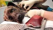 Facts about India's first-ever SOPs for animal blood transfusion 