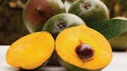 Lucuma: Why this South American fruit is gaining popularity