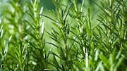 Why rosemary is valued in herbal healing practices 