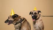 Throw your pet a fun party without breaking the bank
