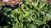 Want fresh Okinawa spinach? Grow it at home
