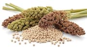Sorghum malt: A rising wellness staple