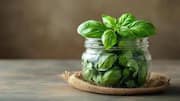 How to grow basil in a mason jar