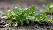 Wild purslane: 5 dishes you'll love