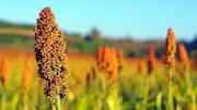 Why sorghum is great for digestion