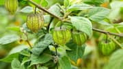 How to grow Cape gooseberry at home