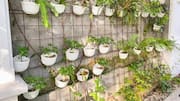 How to grow spinach in vertical wall planters