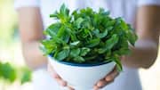How to regrow mint from stems