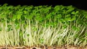 How to grow chia seed sprouts at home