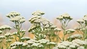Yarrow: Benefits and uses of this herb 
