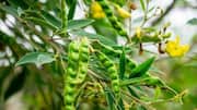 5 health benefits of pigeon pea leaves