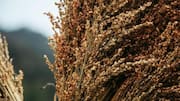 Healthy ancient grains to add to your diet