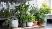 Herb gardening is no longer a hassle, thanks to AI 
