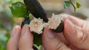 Finger lime: What makes this small Australian citrus fruit special