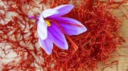 How to grow saffron at home