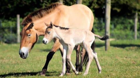 British zoo welcomes foal of rare Central Asian wild horse British zoo welcomes foal of rare Central Asian wild horse