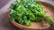 How to use cilantro in cooking