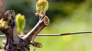 Why you should know about grapevine sap 
