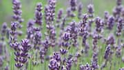 How to grow English lavender indoors