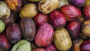 Bitter kola: A superfood you didn't know about 
