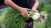 Fennel bulbs: 5 recipes you'll love