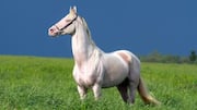 Where did horses come from?