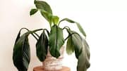 Fix wilting plants with these 5 household items