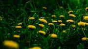 Add dandelion greens to your diet for a nutrient boost