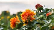 Try these dishes using safflower 