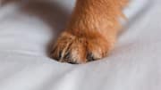 Keep your dog's paws clean with these easy tips