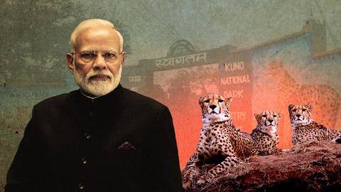 PM Modi to release 8 cheetahs from Namibia into Kuno PM Modi to release 8 cheetahs from Namibia into Kuno