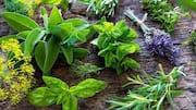World Wildlife Day: 5 medicinal plants and their health benefits