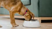 Keep your dog's water bowl area clean and dry