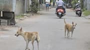 Four-year-old's scalp ripped off after brutal attack by stray dog 