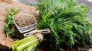 How to use dill in vegetarian recipes