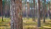 Why you should know about baobab bark